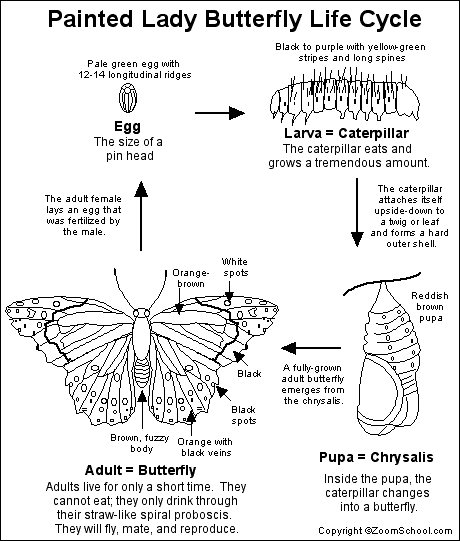Our Butterflies diagram of pumpkin life cycle 